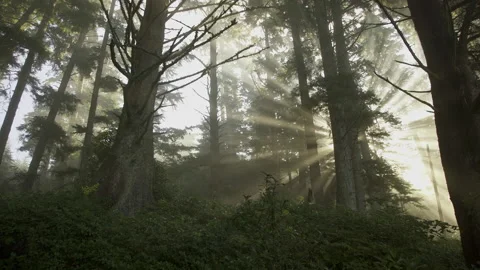 Vancouver Island Light Forest Stock Footage 223369464