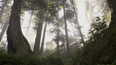 Vancouver Island Light Forest Stock Footage 223369848