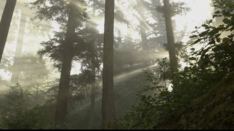 Vancouver Island Light Forest Stock Footage 223370002
