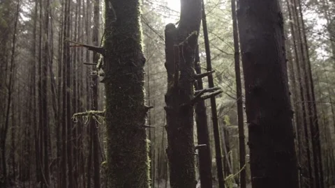 Vancouver island1 Stock Footage 223368909