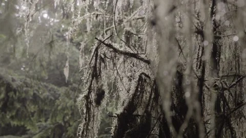 Vancouver island2 Stock Footage 223368930