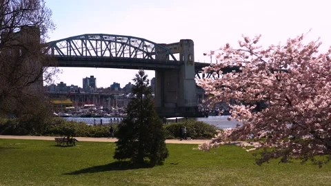 Vancouver Spring - Burrard Bridge - Park Sidewalk - Cherry Trees Stock Footage 152255053
