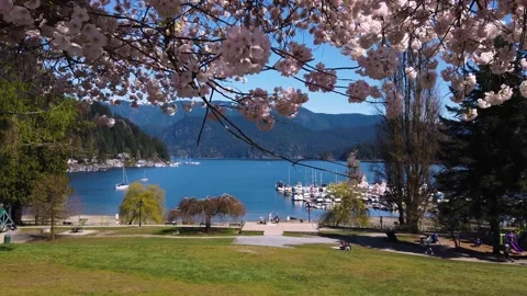 Vancouver Spring - Deep Cove - Blooming Cherry - Beach and Harbor Stock Footage 152433984