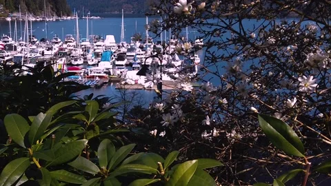 Vancouver Spring - Deep Cove - Blooming Magnolia - Harbor Sailboats Stock Footage 152434295