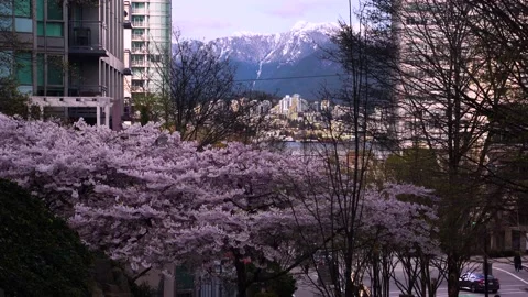 Vancouver Spring - Downtown Cherry - North Shore 動画素材 152255893