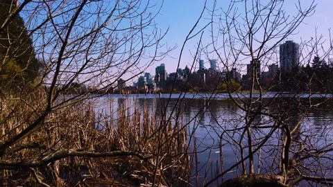 Vancouver Spring - Stanley Park - Lost Lagoon - Lake Plants Stock Footage 152489028
