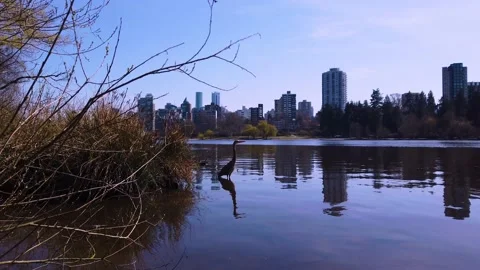 Vancouver Spring - Stanley Park - Lost Lagoon - Lake Bird Stock Footage 152492228