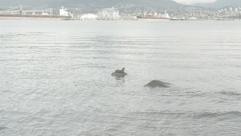 Vancouver Stanley Park Stock Footage 125899412
