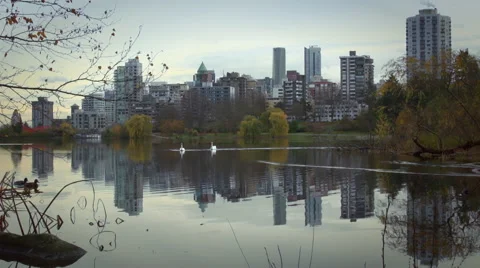 Vancouver's skyline is reflected in lost lagoon as swans float by 스톡 동영상 57515167