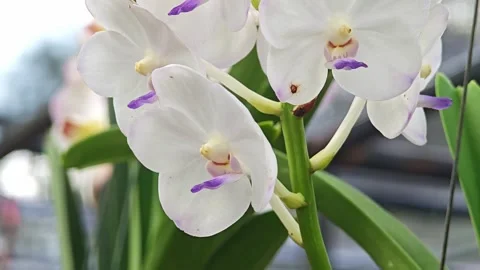 Vanda coerulea orchids on the trees. Stock Footage 304942164