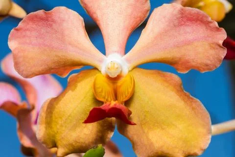 Vanda denisoniana Stock Photos