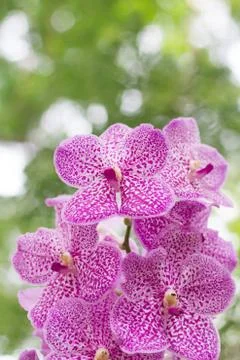 Vanda orchid on blur background Stock Photos