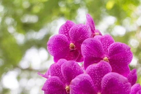 Vanda orchid on blur background Stock Photos