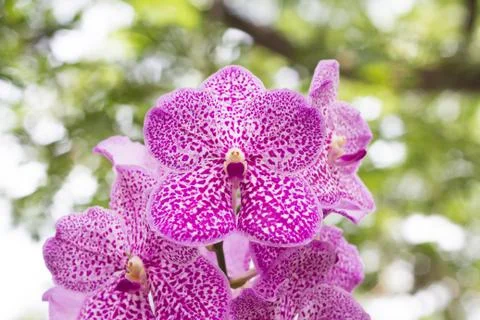 Vanda orchid on blur background Stock Photos