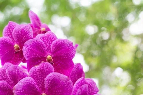 Vanda orchid on blur background Stock Photos