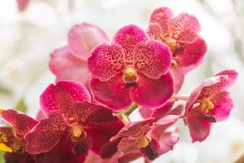 Vanda orchid flower bloom in spring decoration the beauty of nature, A rare.. Stock Photos