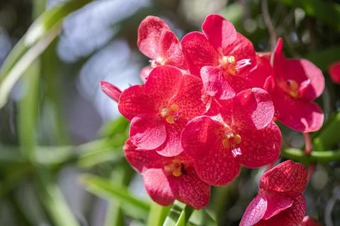 Vanda orchid flower bloom in spring decoration the beauty of nature Stock Photos
