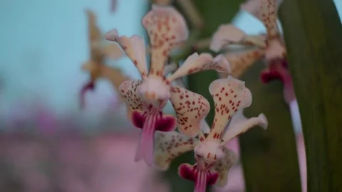 Vanda Orchid Flower Stock Footage 292228452