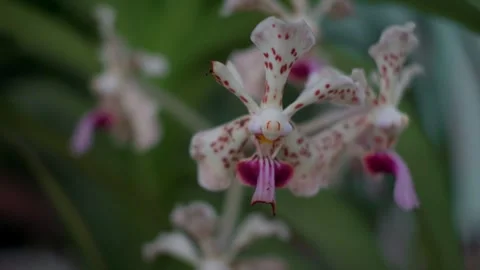 Vanda Orchid Flower Stock Footage 292228459