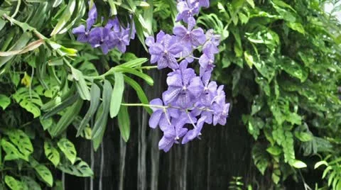 Vanda orchid in front of small waterfall Stock Footage 11527804