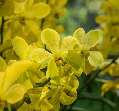 Vanda orchid Stock Photos