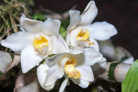 Vanda orchid Stock Photos