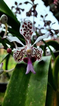 Vanda Orchid Stock Photos