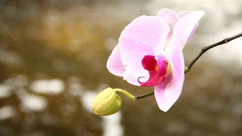 Vanda orchid with  water fall background Stock Footage 93219580