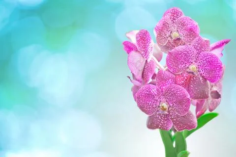Vanda orchids 스톡 사진