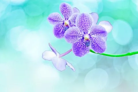Vanda orchids Stock Photos