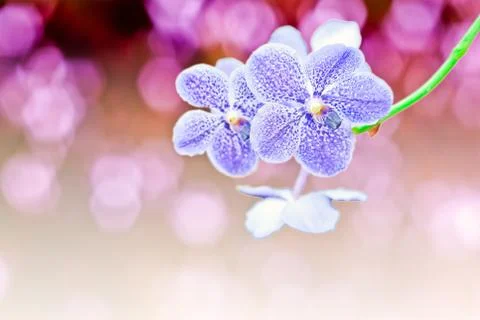 Vanda orchids 库存照片