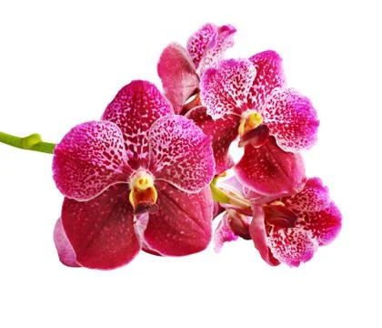 Vanda red. Stock Photos