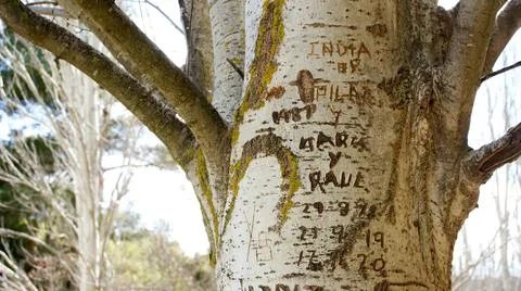 Vandal craving on poplar tree in public park Foto stock