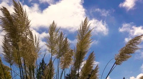 VanDusen Botanical Garden Cloud Vídeo Stock 43534134