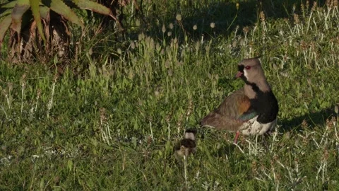 Vanellus chilensis caring for chicks in Buenos Aires grasslands. Bird chicks 스톡 동영상 295231057