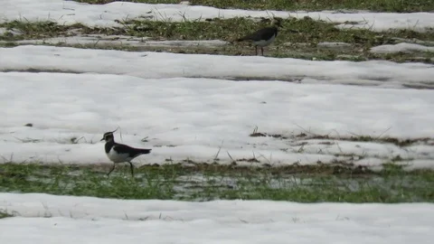 Vanellus vanellus Stock Footage 96017600