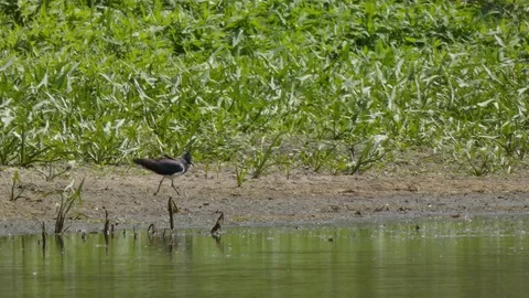 Vanellus vanellus Stock Footage 110898645