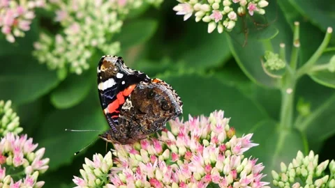 Vanessa atalanta on a pink flower eats nectar. Stock-Footage 159194008