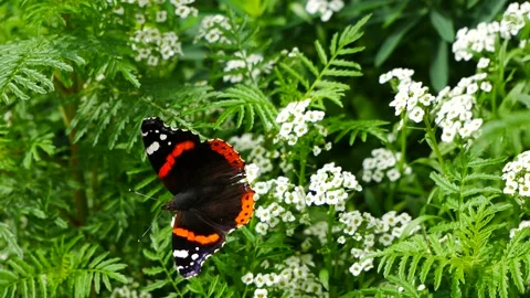 Vanessa atalanta on a white flower eats nectar. 스톡 동영상 159193942