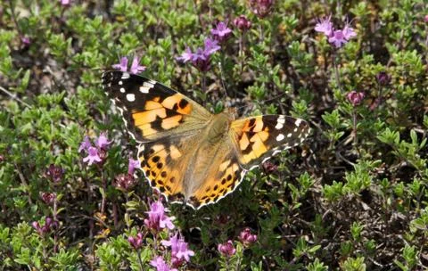 Vanessa cardui Stock Photos