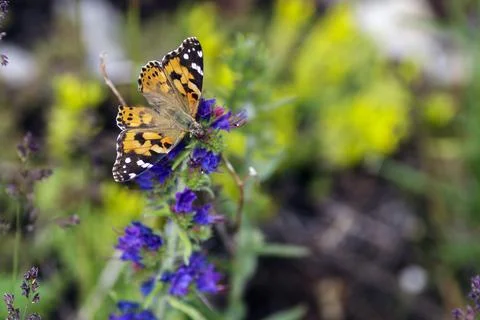 The Vanessa cardui Foto stock