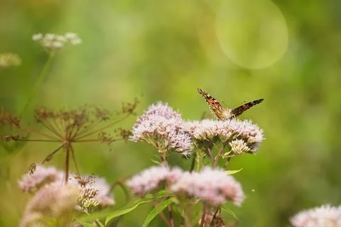 Vanessa cardui Stock Photos