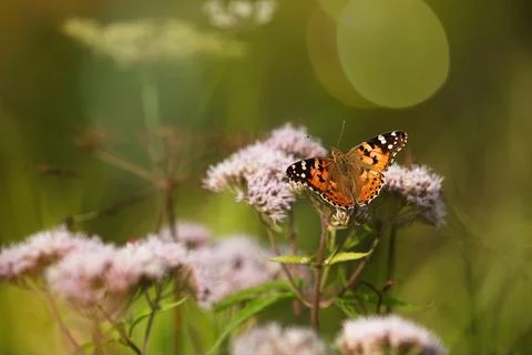 Vanessa cardui Stock Photos