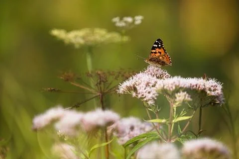 Vanessa cardui Stock Photos