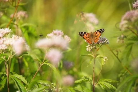 Vanessa cardui Stock Photos