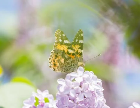 Vanessa cardui Stock Photos