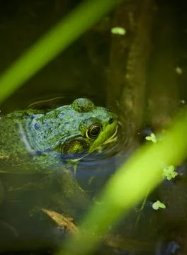 Vanessa 库存照片