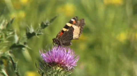 Vanessa urticae Stock Footage 24717943