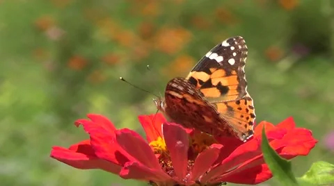 Vanesse cardui butterfly Stock Footage 60227368