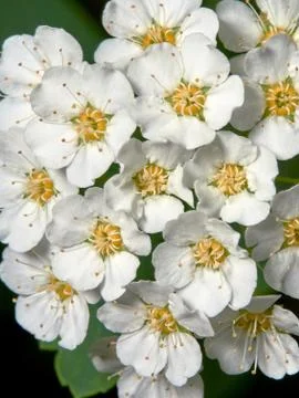 Vangut's Spirea Stock Photos